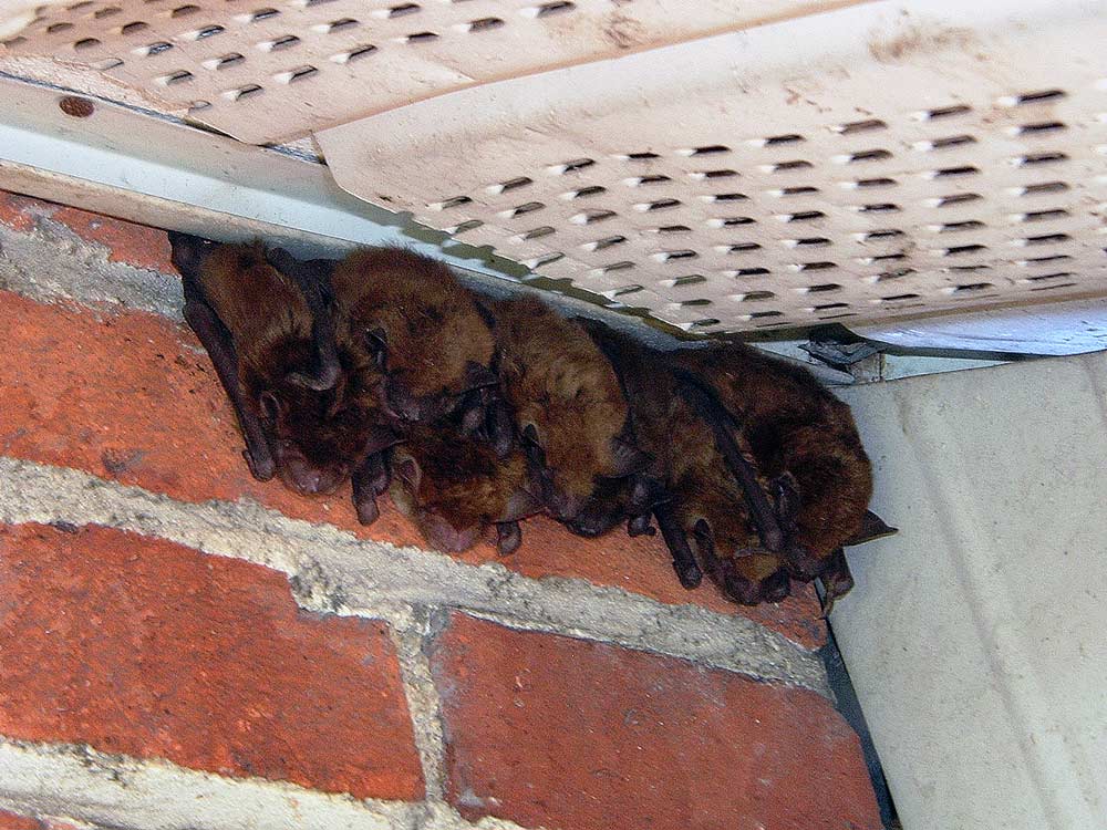 Four Bats Hanging from Soffit